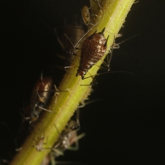 Uroleucon jaceae