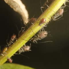 Uroleucon jaceae