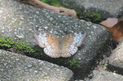 Euthalia monina monina