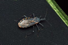 Triatoma gerstaeckeri