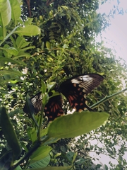 Papilio polytes