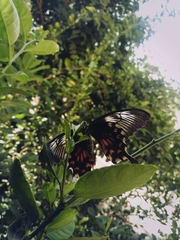Papilio polytes