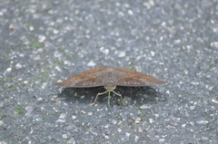 Euthalia monina monina