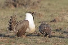 Centrocercus urophasianus