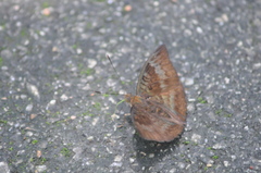 Euthalia monina monina