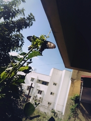 Papilio polytes
