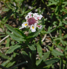 Phyla cuneifolia
