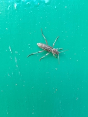 Xylotrechus smei