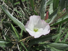 Convolvulus lineatus