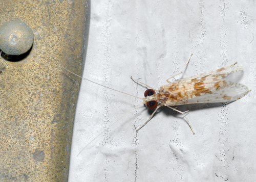 Hydropsyche aerata