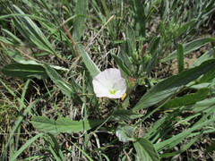 Convolvulus lineatus