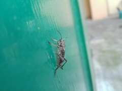 Xylotrechus smei