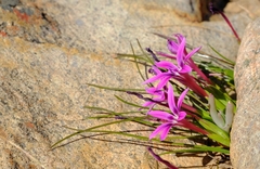 Romulea kamisensis