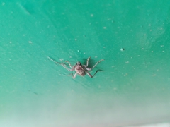 Xylotrechus smei