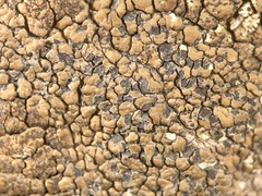 Immersaria athroocarpa