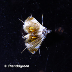 Trichophysetis pulchella