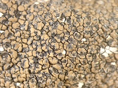 Immersaria athroocarpa