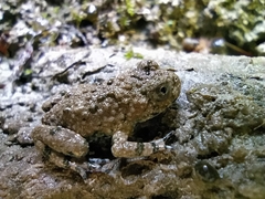 Bombina variegata pachypus