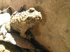 Bombina variegata pachypus