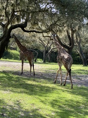 Giraffidae