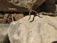 Bombina variegata pachypus