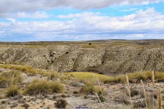 Macrochloa tenacissima