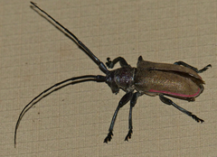 Ceroplesis ferrugator