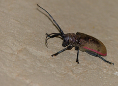 Ceroplesis ferrugator