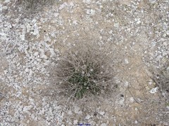 Centaurea hyssopifolia