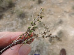 Thymus lacaitae