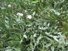 Convolvulus lineatus