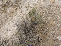 Thymus lacaitae