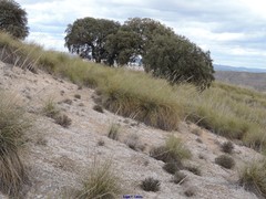 Macrochloa tenacissima