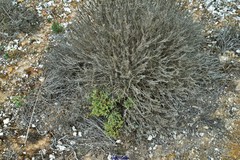 Helianthemum squamatum