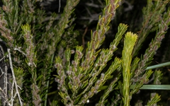 Aotus lanigera