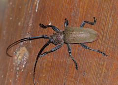 Ceroplesis ferrugator