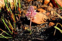 Ledebouria leptophylla