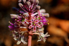 Ledebouria leptophylla