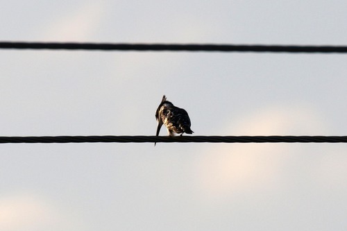 Pied Kingfisher
