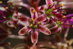 Ledebouria leptophylla
