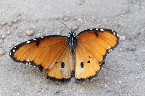Dorippus Tiger