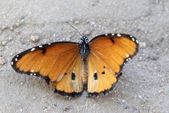 Danaus chrysippus dorippus