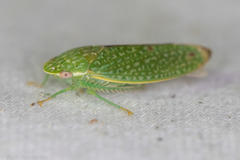 Rugosana querci
