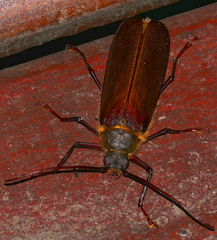 Erioderus pallens