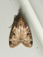 Aglossa costiferalis