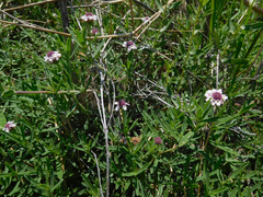 Phyla cuneifolia