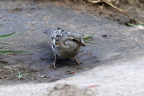 House Sparrow