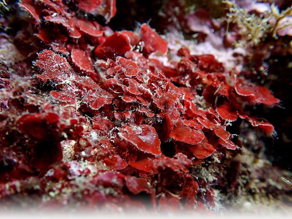 Peyssonnelia rubra
