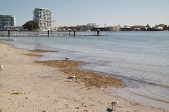 Chroicocephalus novaehollandiae