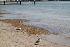 Chroicocephalus novaehollandiae